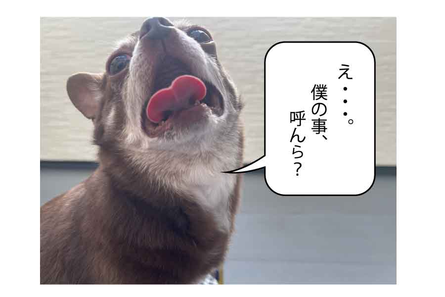 愛犬サワラ君